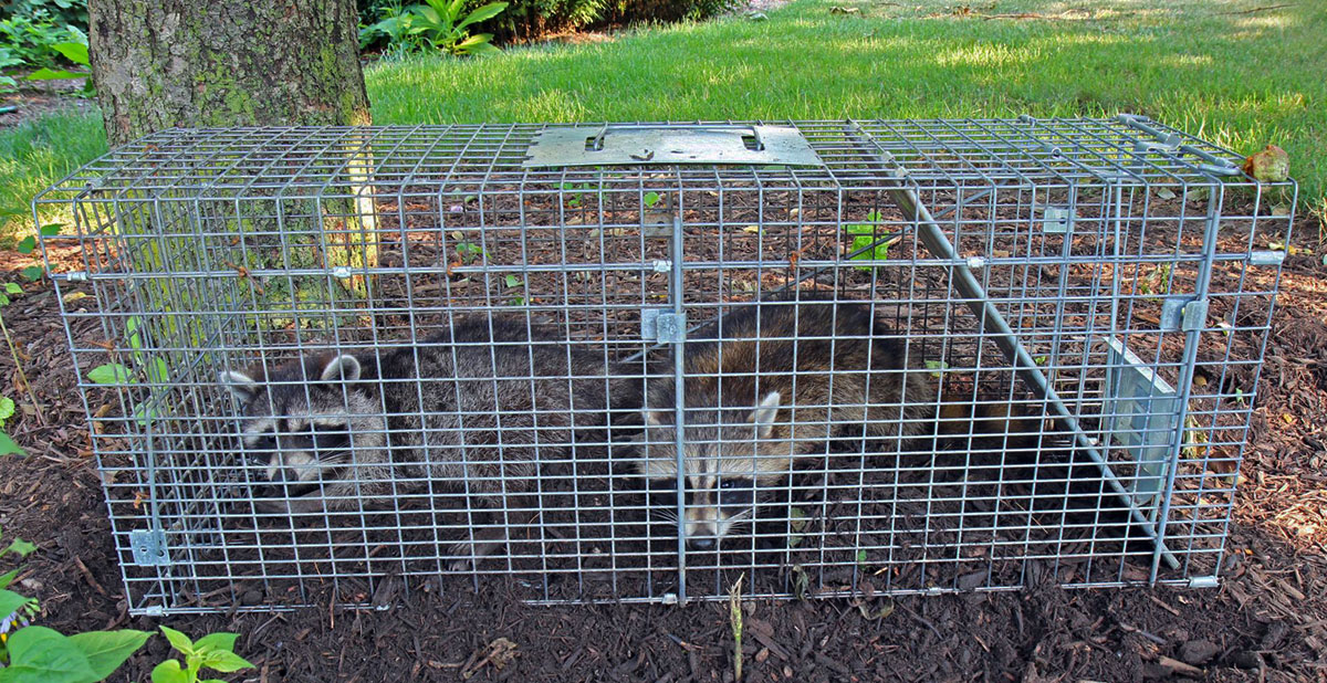 Larry Belmont Ten confianza cebolla Control de Animales en Costa Rica: (Mapaches, Gatos, Zorros-Zariguellas)