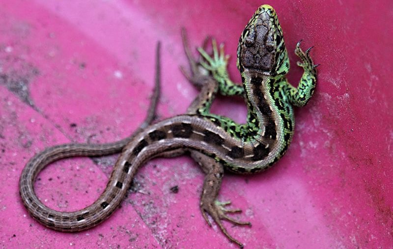 Lo negativo y positivo de los Geckos