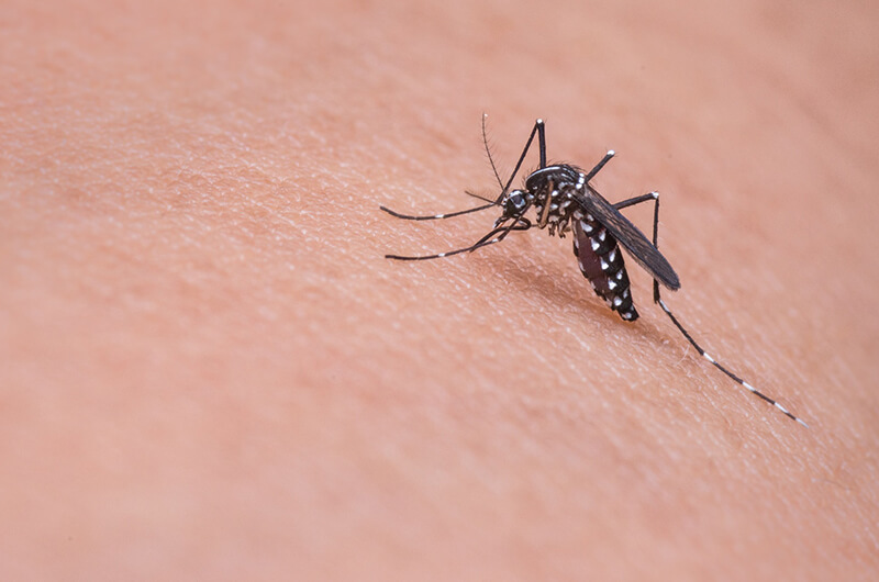 Prevenga el dengue con limpieza y fumigación